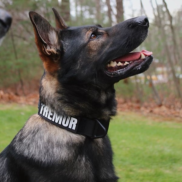 Police dog at paw town station training